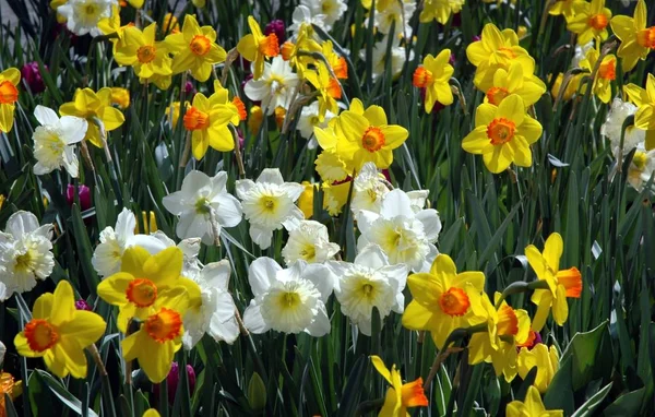 Even More Flowers Weather Also Problem — Stock Photo, Image