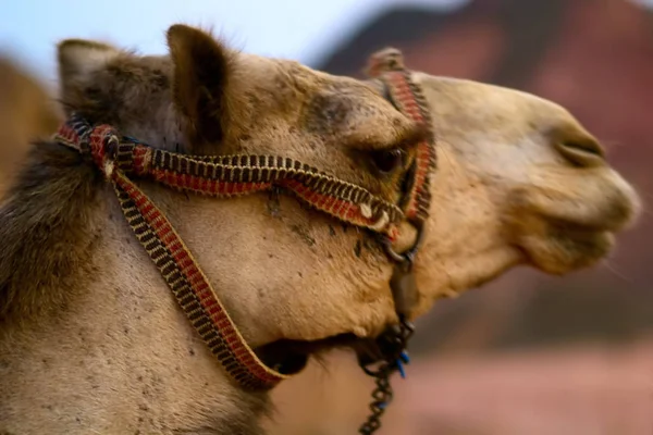 Camel Desert — Stock Photo, Image
