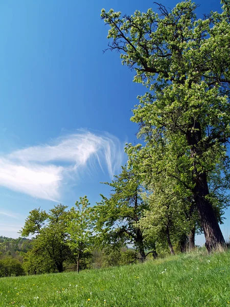 Vista Pittoresca Bellissimo Paesaggio Primaverile — Foto Stock