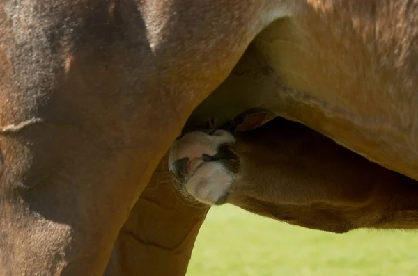 Pferde Tagsüber Freien — Stockfoto