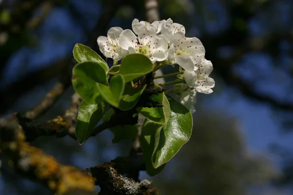 Pear Blossom Flowers Tree — Stock Photo, Image