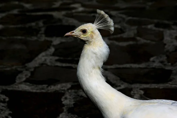 Witte Pauw Vogel Exotische Pauw — Stockfoto