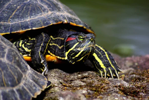 Groene Schildpad Het Gras — Stockfoto