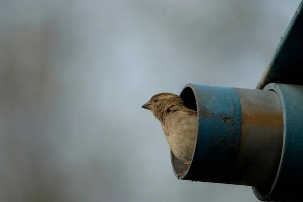 Vue Panoramique Bel Oiseau Nature — Photo