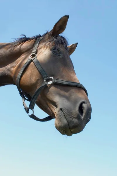 Schattig Paard Wilde Natuur — Stockfoto