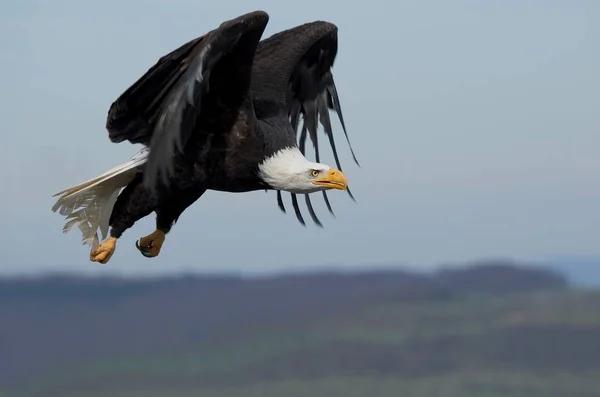 Vacker Utsikt Över White Headed Eagle Vild Natur — Stockfoto