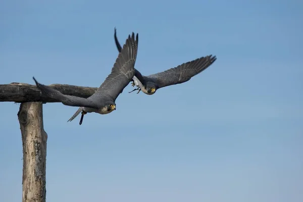 Vacker Utsikt Över Vacker Pilgrimsfalk Naturen — Stockfoto