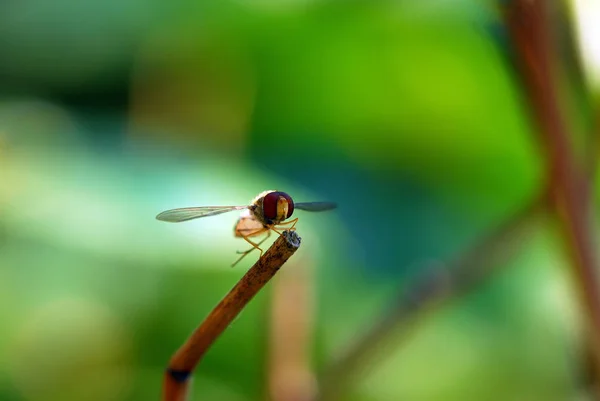 Gros Plan Bug Nature Sauvage — Photo