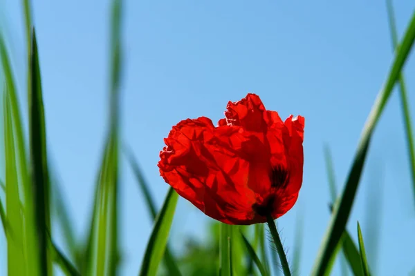 Vista Vicino Bellissimi Fiori Papavero Selvatico — Foto Stock