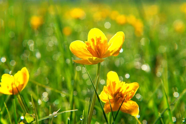 Güzel Bahar Çiçekleri Manzarası — Stok fotoğraf