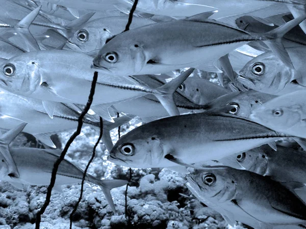 Again Swarm Trevally — Stock Photo, Image