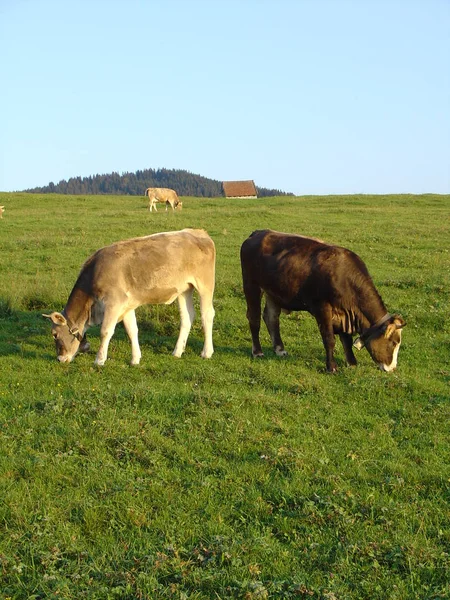 목장에서 가축을 기르는 — 스톡 사진
