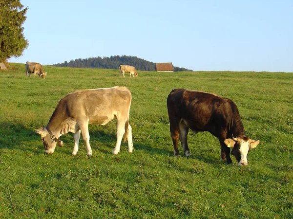 Close Van Koe Wilde Natuur — Stockfoto