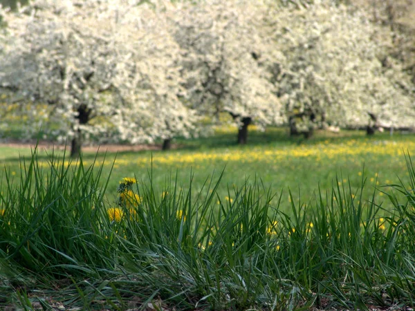 Kirschbaumblüten Siring — Stockfoto