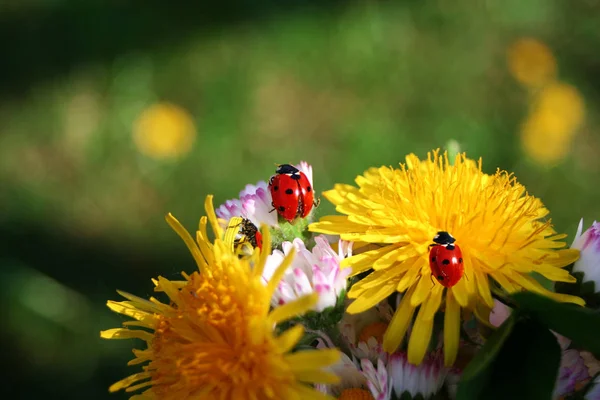 Gros Plan Bug Nature Sauvage — Photo