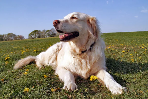 the golden retriever is one of the medium breeds (up to 61 cm,36 kg). its body is balanced,wherein the ratio of body length measured from the rib cage to the tail to height about 10: 8. he has a strong,