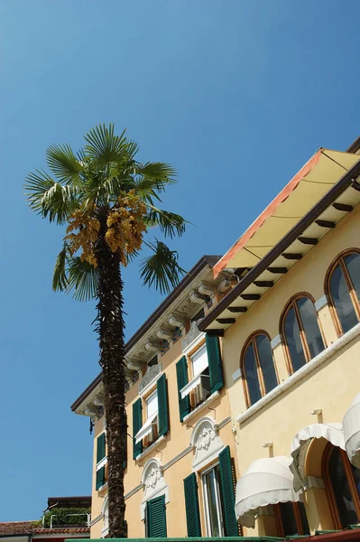 House Palm Tree — Stock Photo, Image