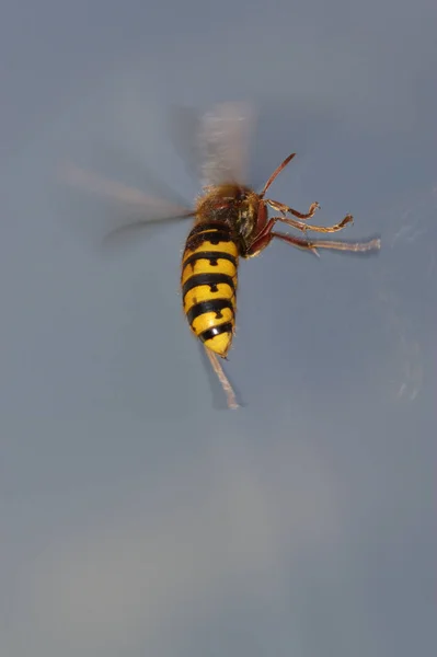 Nahaufnahme Von Insekten Der Natur — Stockfoto