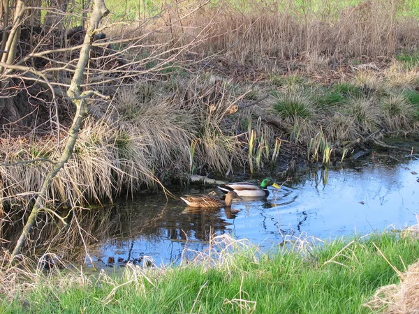 Grenaille Observation Canard Dans Nature Sauvage — Photo