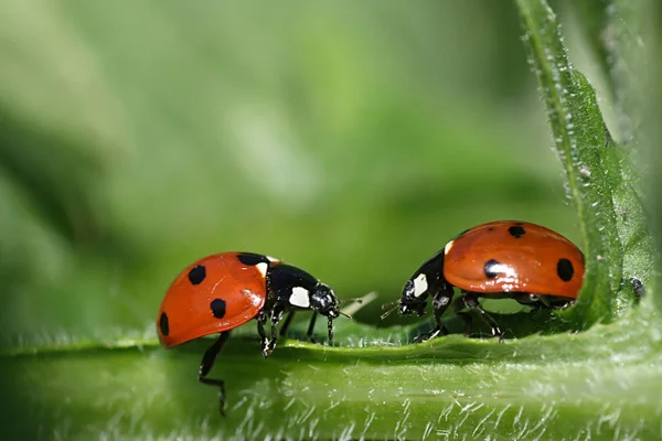 Close Van Een Insect Wilde Natuur — Stockfoto