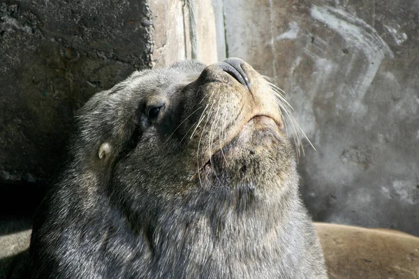 Sea Lion Sea Animal — Stock Photo, Image