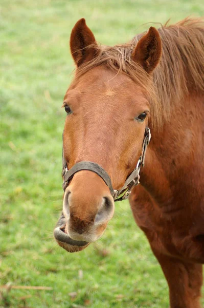 Lindo Caballo Naturaleza Salvaje — Foto de Stock