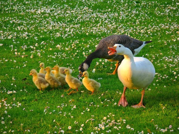 Aussichtsreiche Aussicht Auf Schöne Vögel Der Natur — Stockfoto