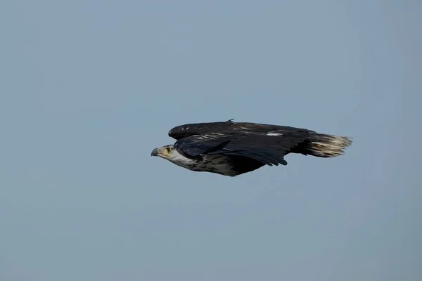 Malerischer Blick Auf Den Majestätischen Steinadler Wilder Natur — Stockfoto