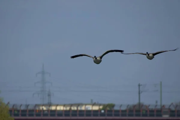 Mouette Volant Dans Ciel — Photo