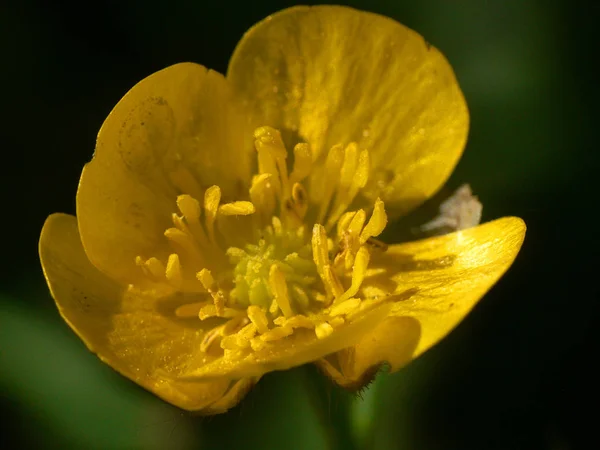 Buttercup Ranunculus 是花冠科的一个大属 由大约400种物种组成 由于味道刺鼻 他们被牲畜吓跑了 Www Wikipedia Org — 图库照片