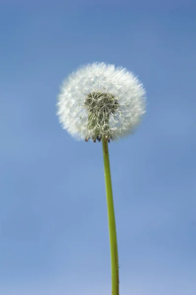 Vakkert Botanisk Skudd Naturlig Tapeter – stockfoto