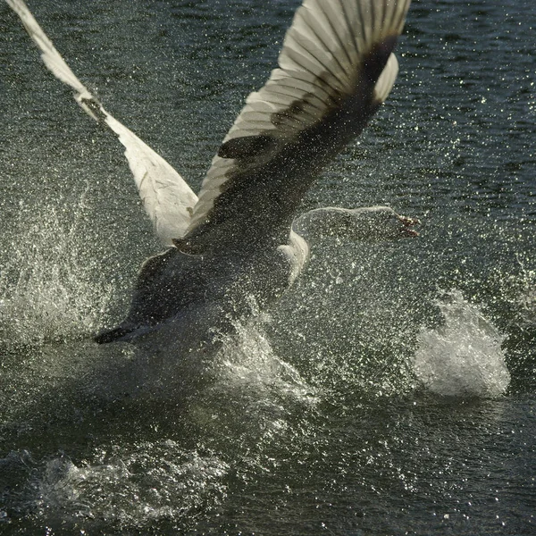 Vedere Pitorească Păsărilor Gâscă Natură — Fotografie, imagine de stoc