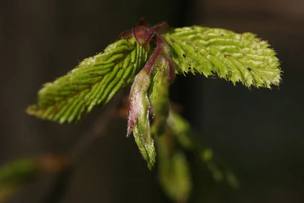 Grama Verde Com Uma Flor — Fotografia de Stock