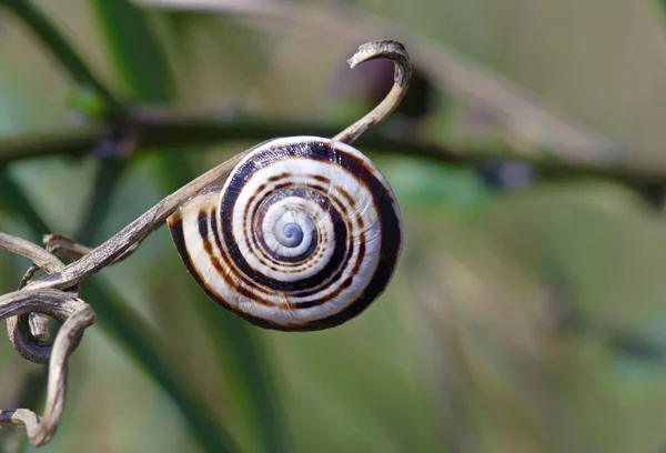 螺旋体 蜗牛软体动物 壳动物 — 图库照片