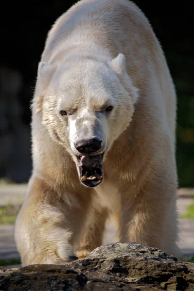 Μεγάλη Λευκή Και Δυνατή Αρκούδα — Φωτογραφία Αρχείου