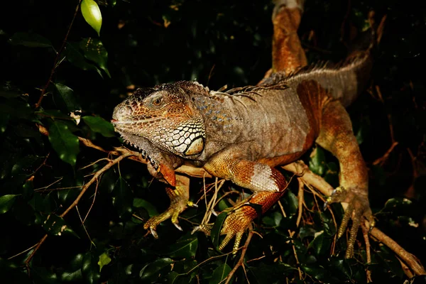 Firben Dyr Leguan Reptil - Stock-foto