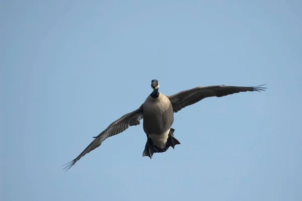 Vue Panoramique Bel Oiseau Nature — Photo