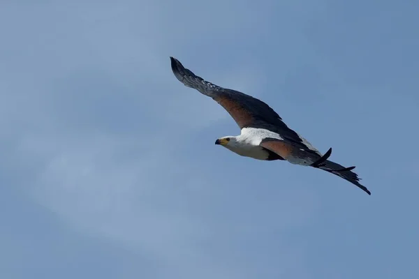 Eine Möwe Flug Vor Blauem Himmel — Stockfoto