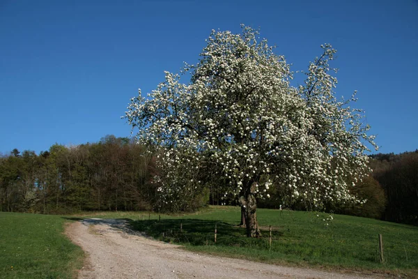 Frühlingsbaum Flora Und Laub — Stockfoto