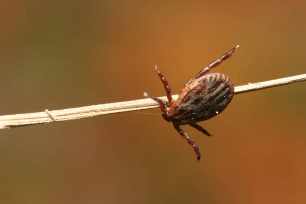 Nahaufnahme Von Wanzen Der Wilden Natur — Stockfoto