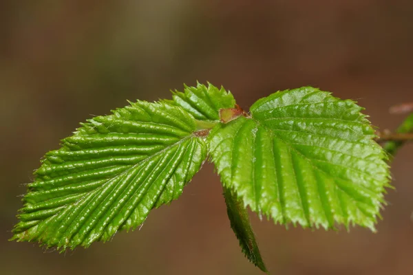 Närbild Löv Skogen — Stockfoto