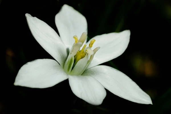 Beautiful Blooming Flowers Nature Background — Stock Photo, Image