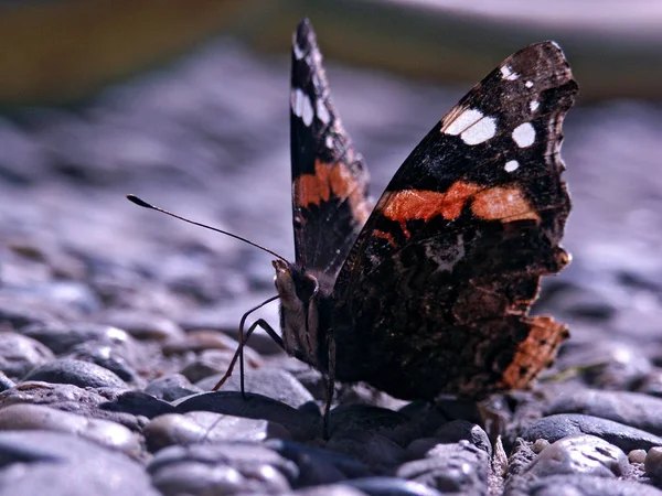 Closeup View Beautiful Colorful Butterfly — Stock Photo, Image