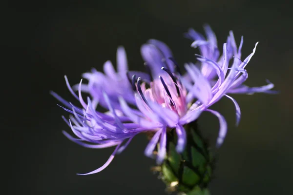 Hermoso Plano Botánico Fondo Pantalla Natural — Foto de Stock