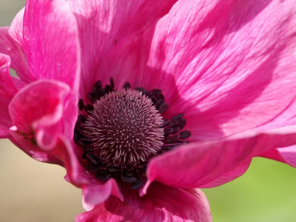 花の咲く花の背景 — ストック写真