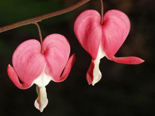 Vacker Botanisk Skott Naturliga Tapeter — Stockfoto