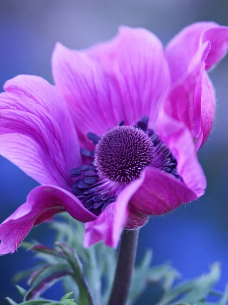 Krásné Kvetoucí Sasanky Květiny — Stock fotografie