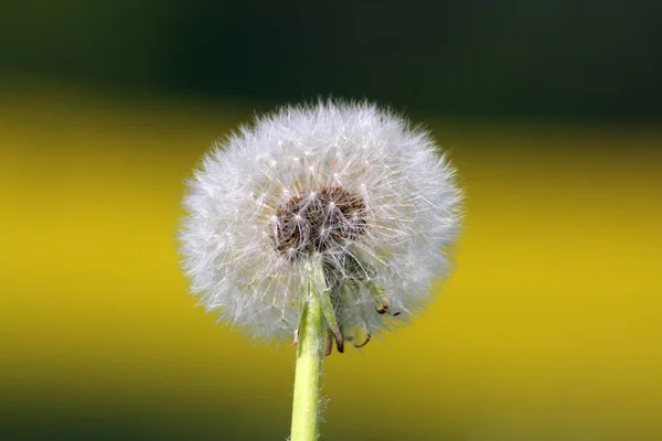 Closeup View Natural Dandelion Flower — Stock Photo, Image