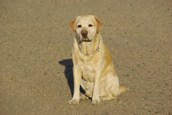 Labrador Retriever Cão Animal — Fotografia de Stock