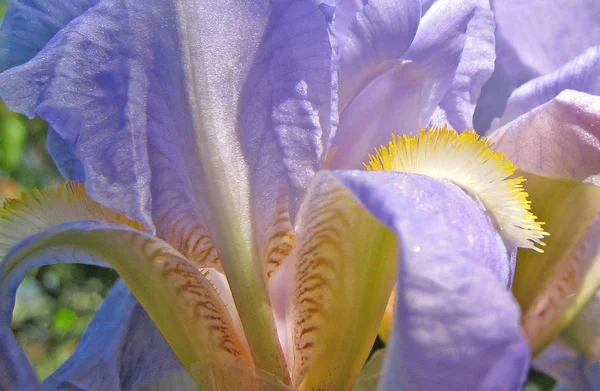 Pemandangan Indah Bunga Iris — Stok Foto